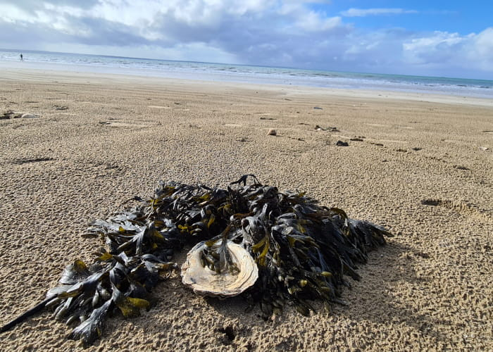 les-tr-sors-de-la-plage-282 les-tr-sors-de-la-plage-282